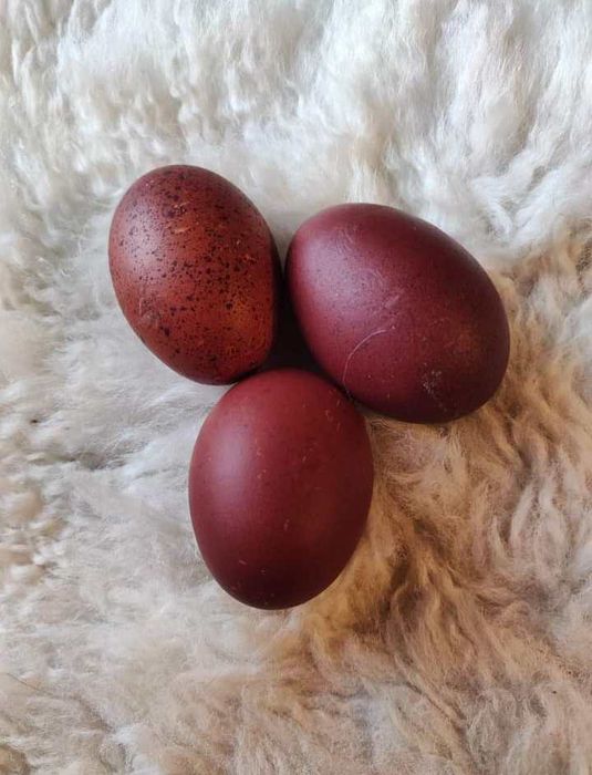 Разплодни яйца от Черен мед маран