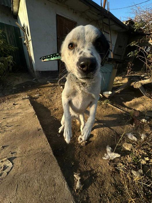 Милая Арта ищет новых хозяев!