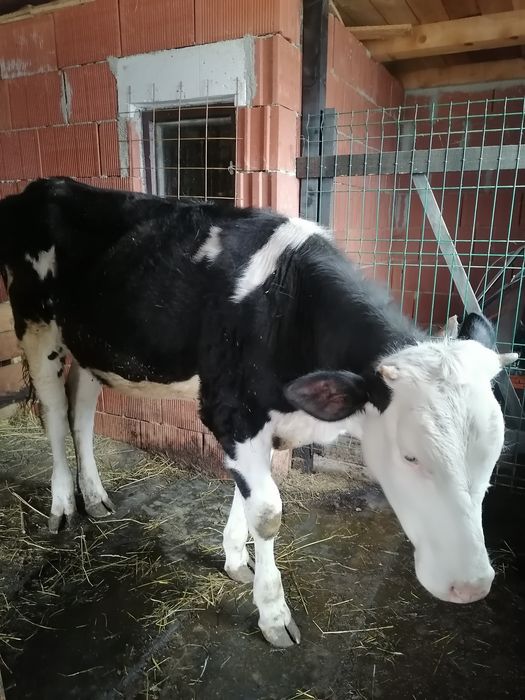 Vând vițea 10 luni