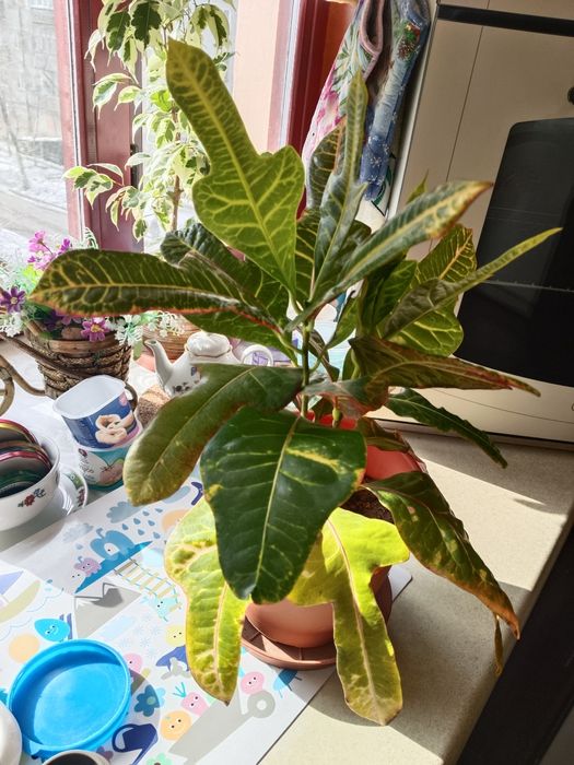 Продам цветок кротон