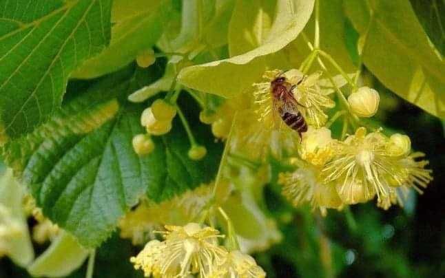 Miere de tei, crudă, zaharisită, 35 lei/kg Livram sâmbăta în Bucuresti