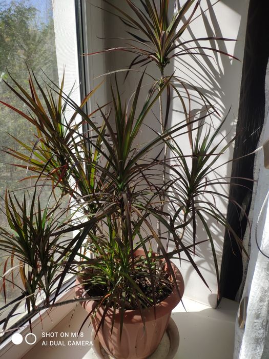 Драцена окаймления