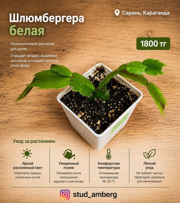 Алоэ,шлюмбергера,рипсалидопсис