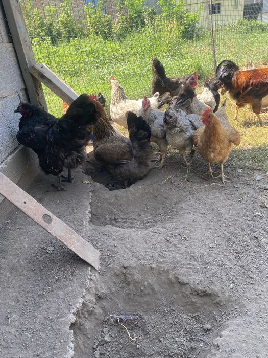 Продам домашние куры