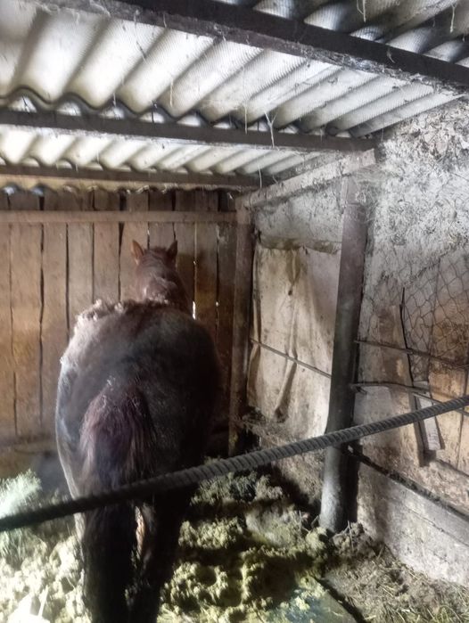 Семіз кунанын жарты етті сатылады