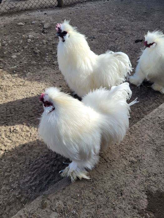 Vând cocoși albi de Mătase japoneză