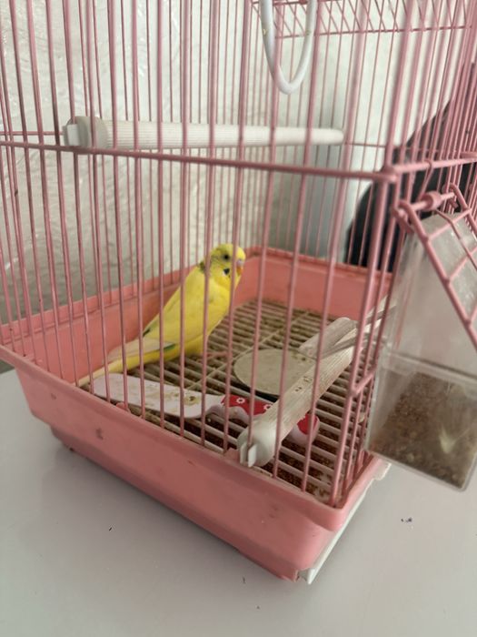 Продам попугая 6000тенге