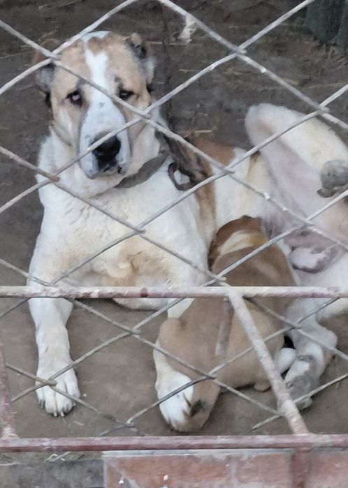 Кушык сатылады , Продается Щенок