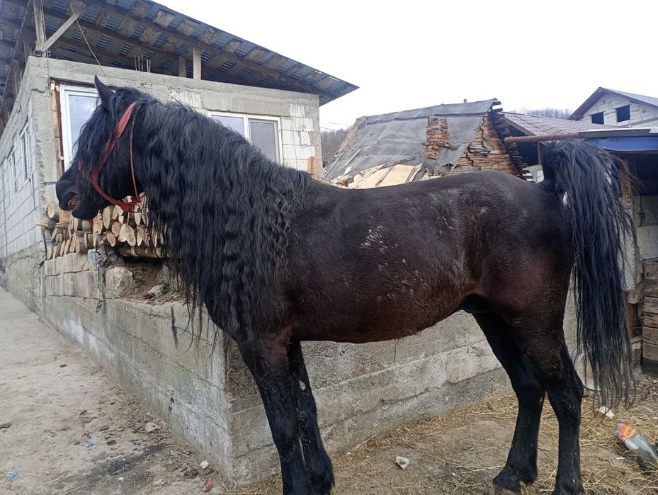 Se vinde armăsar de 7 ani cuminte