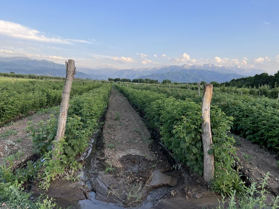 Продам саженцы малины бабье лето