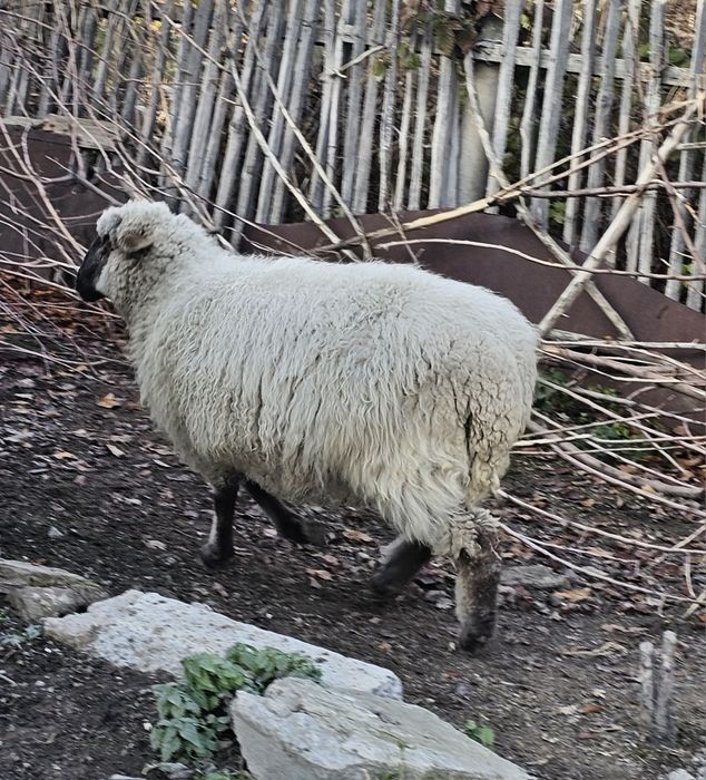 Продам жирного барана