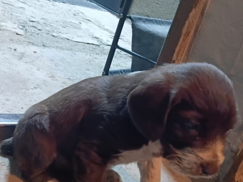 Охотничий,сучка,