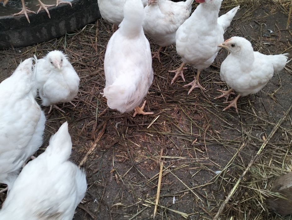 Vând pui Podari ...