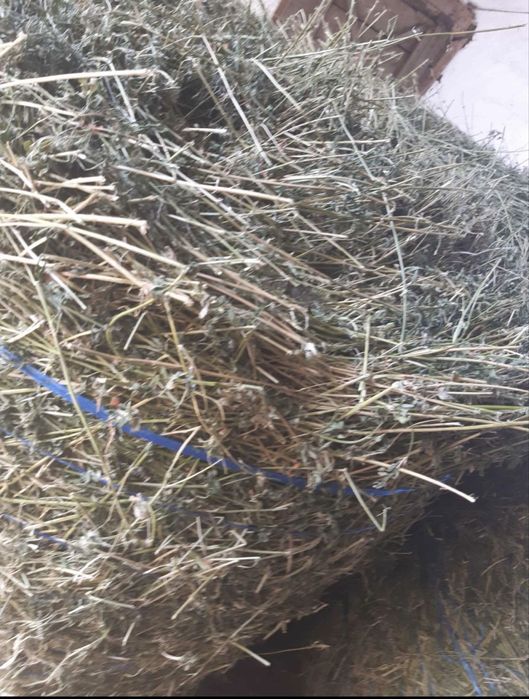 Baloti lucerna si otava