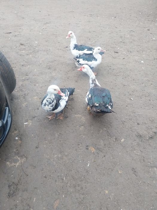 Vând rațe mute și rate de casă crescute bio