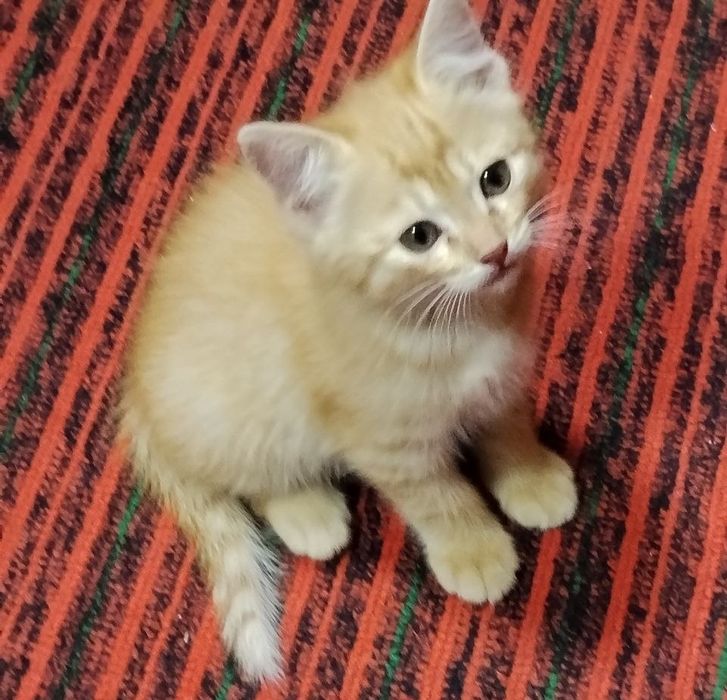 Отдам котят в хорошие руки