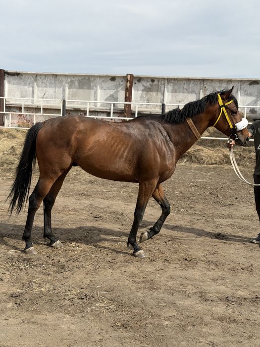 Лошадь жеребец 4 года