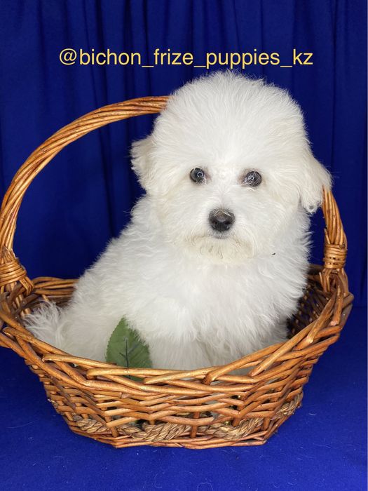 Бишончики щенки.