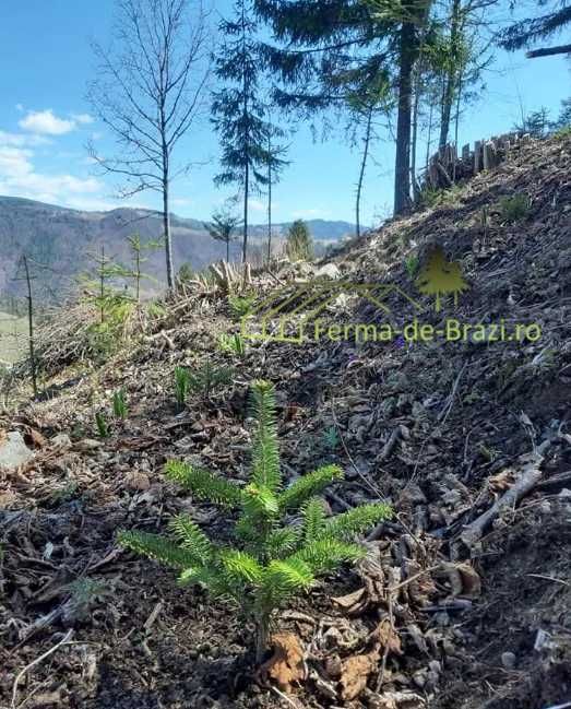 Puieti brad american Abies fraseri - "Cadillac-ul pomilor de Craciun"