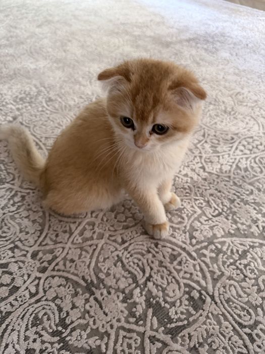 Залотая шиншилла