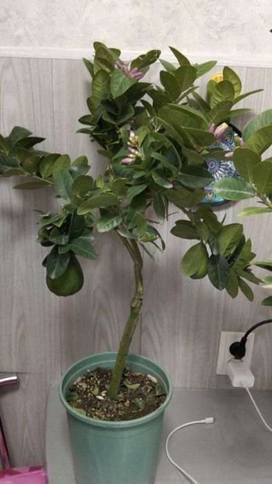 Продам лимонное дерево