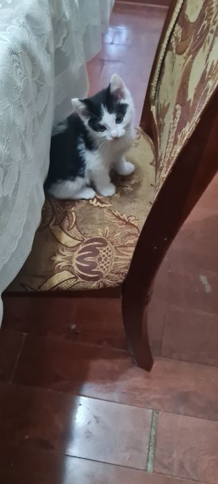 Отдам в добрые руки котенка девочку,