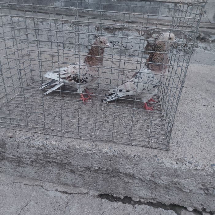 Челкар ореховые оба самец