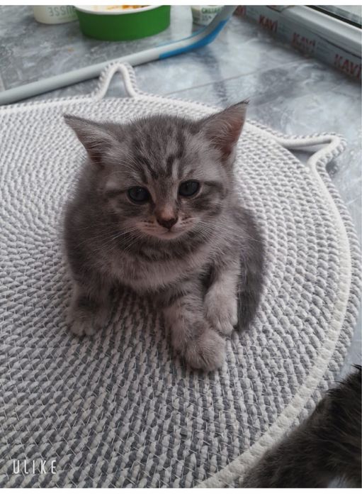 Котята девочки, шотланки )