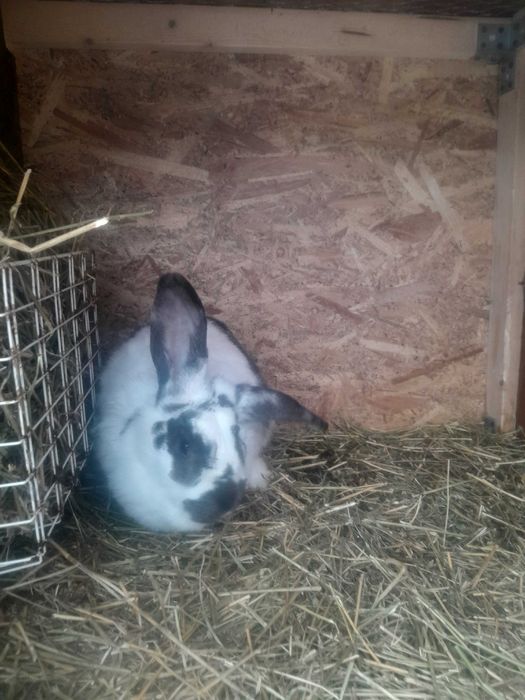 De vanzare o iepuroaica