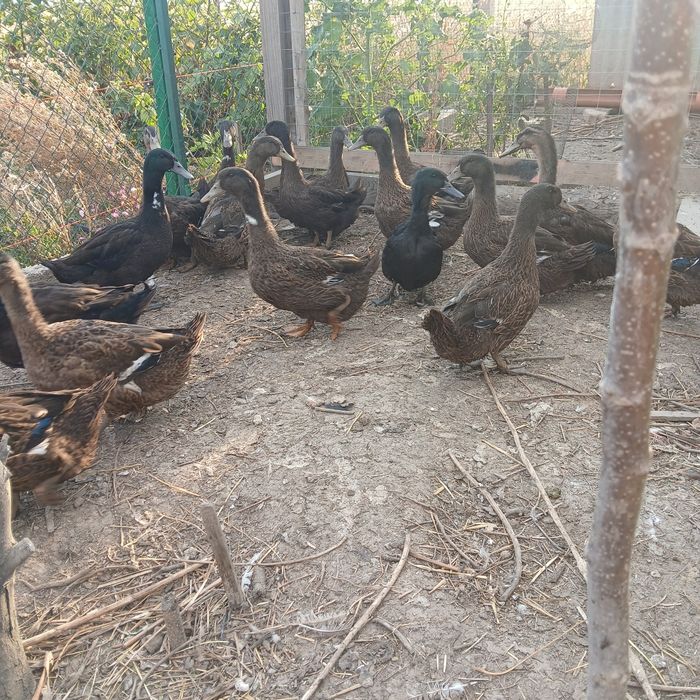 Rațe Rouen tineret  de 5 luni