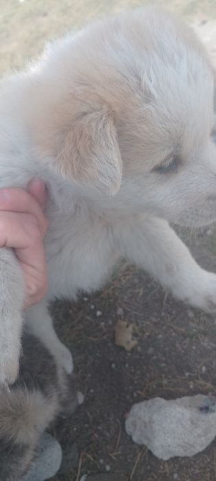 Отдам щенят в ласковые ручки