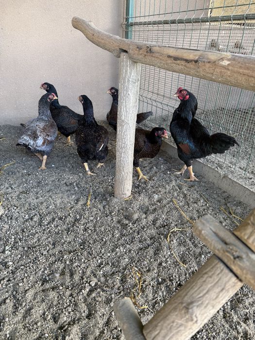 Gaini si cocosi mai multe rase!