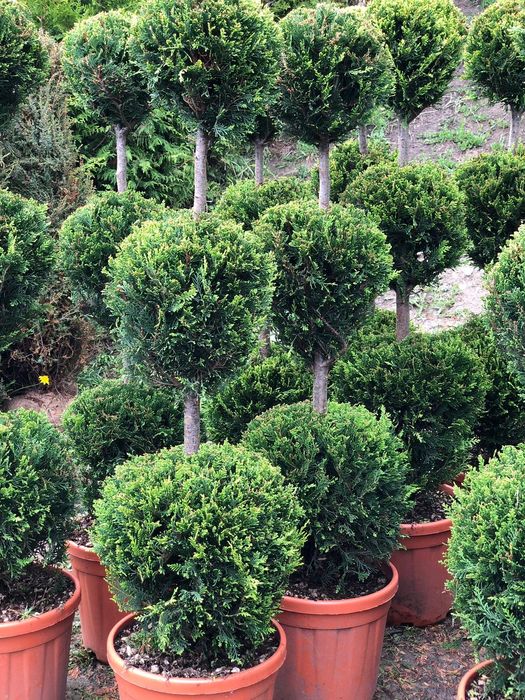 Tuia smaragd ( thuja ) columnaris, leylandii, brabant, tei, mesteacan.