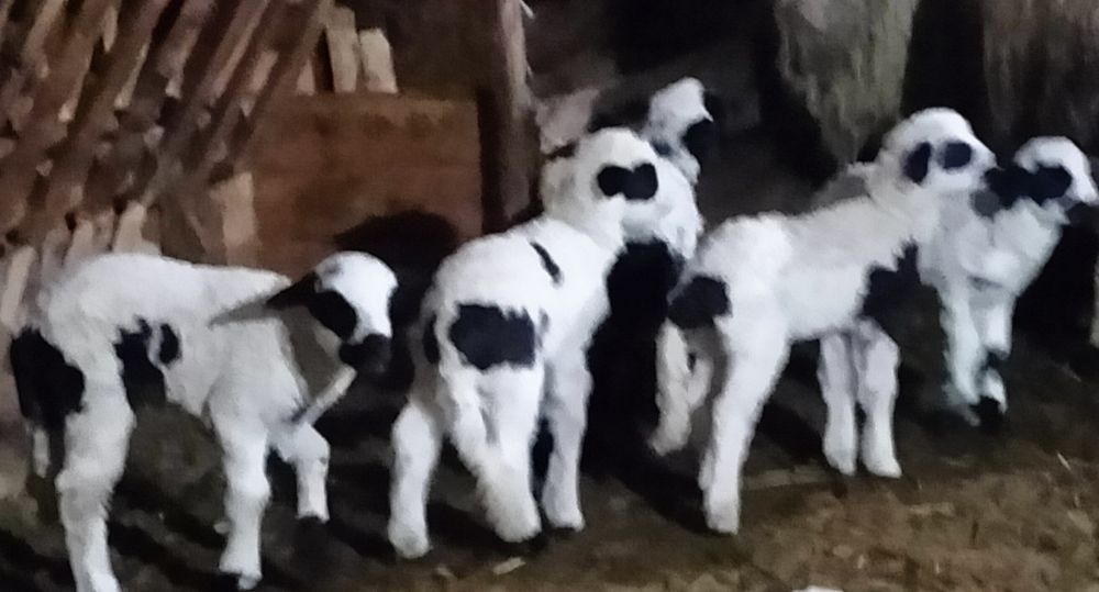 Vând oi cu miei  preț negociabil