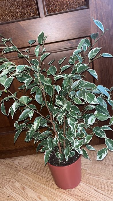 Комнатные растения