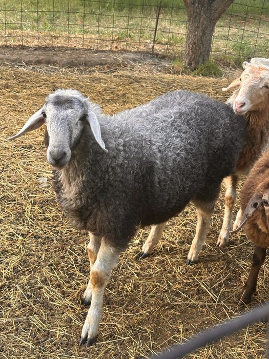 Гиссар Годовалый