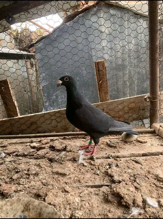 Porumbei de vânzare