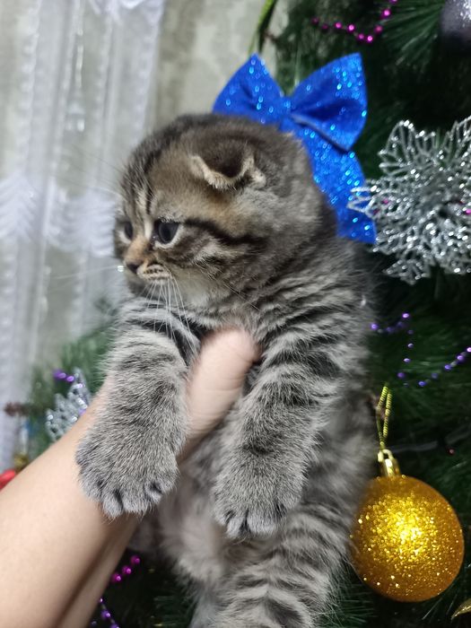 Шикарные котята скоттиш фолд