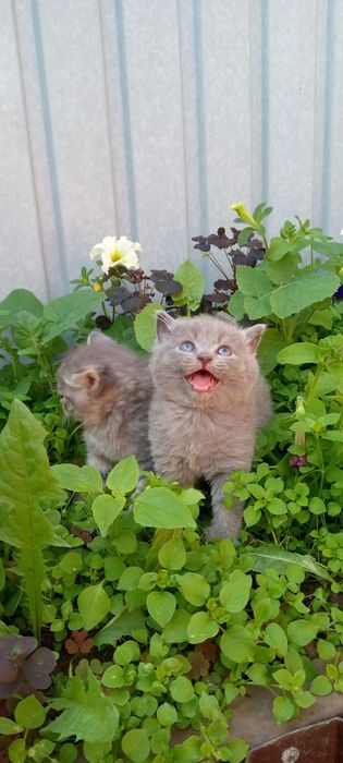 Продаются котята британчики.