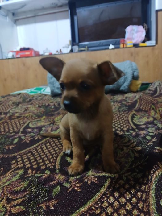 Очаровательные чихуашки