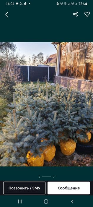 Елки сосна береза