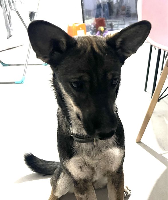 Пропала собака, девочка