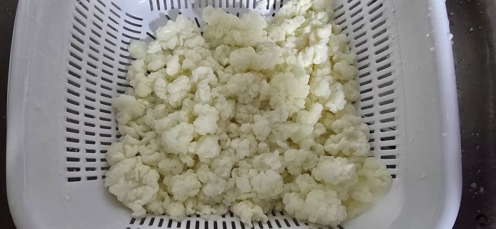 Ciuperca de kefir activa