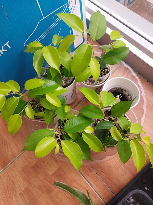 Продам  комнатные цветы.
