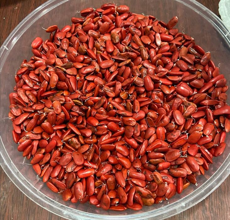 Магнолия грандифлора уруғи