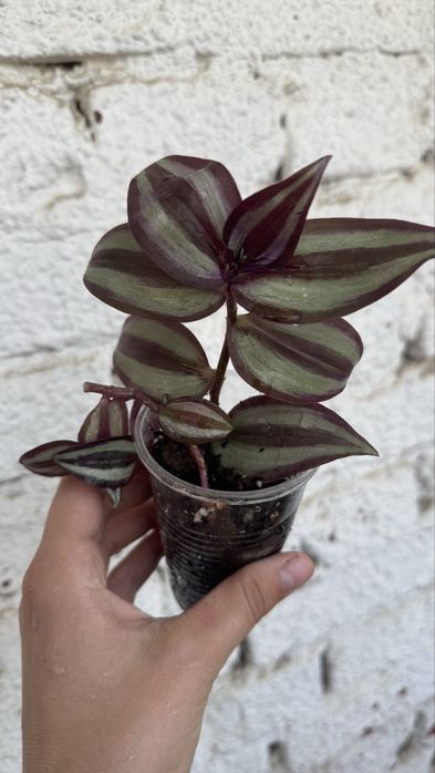 Традесканции, комнатные цветы