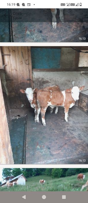 Vând vaca cu vitei gemeni de 12 saptamani
