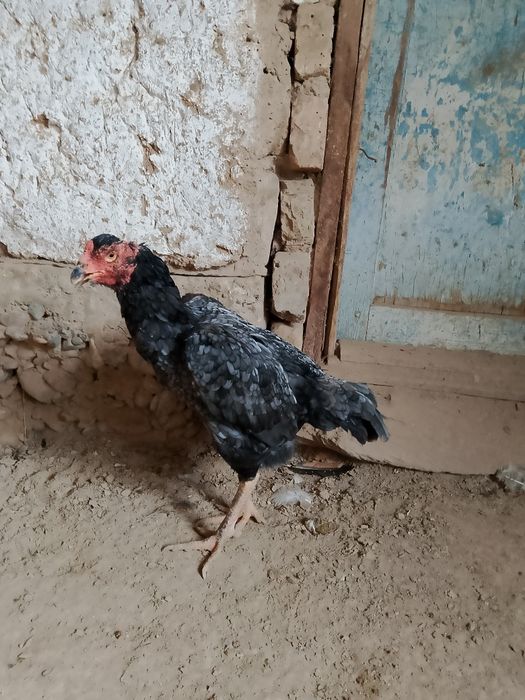 Пепел шоже сатылады