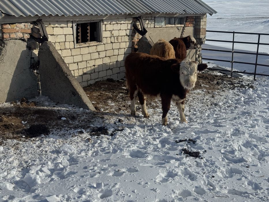 Продам подсосов.