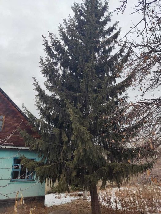 Продадим ели 5 м, 6 м, 8 м